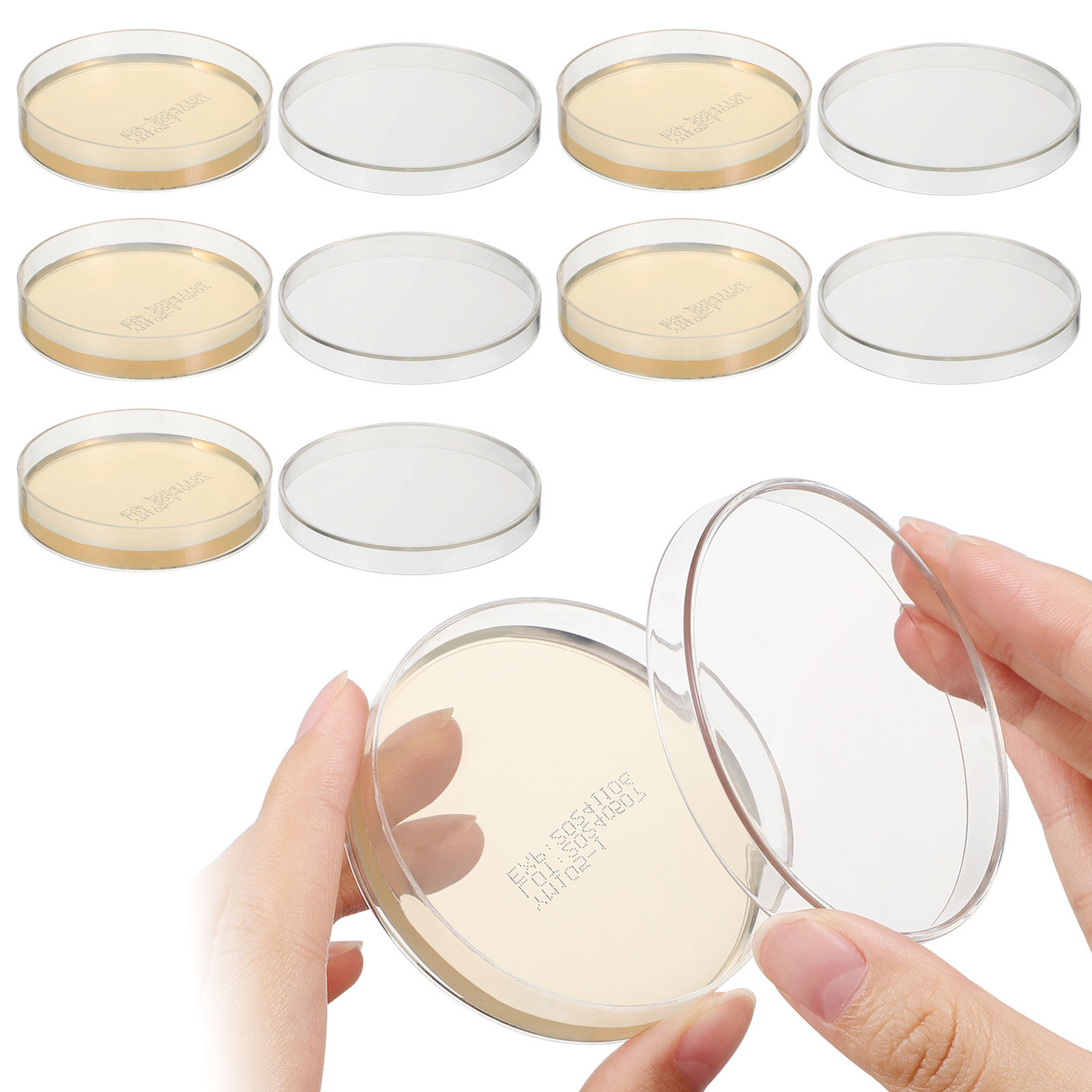 Agar Plates 10pcs Ready to Use - Agar Tissue Culture บทวิจารณ์และราคา