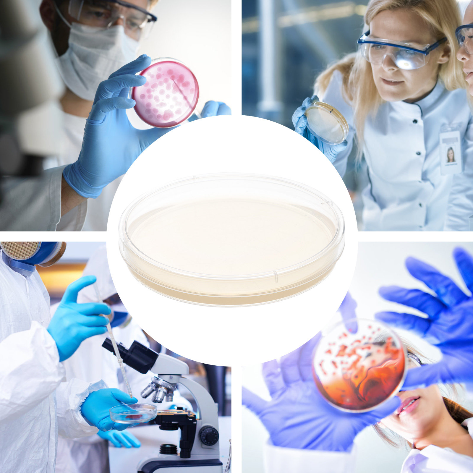 10pcs Nutrient Agar Plates Pre - Agar Tissue Culture บทวิจารณ์และราคา