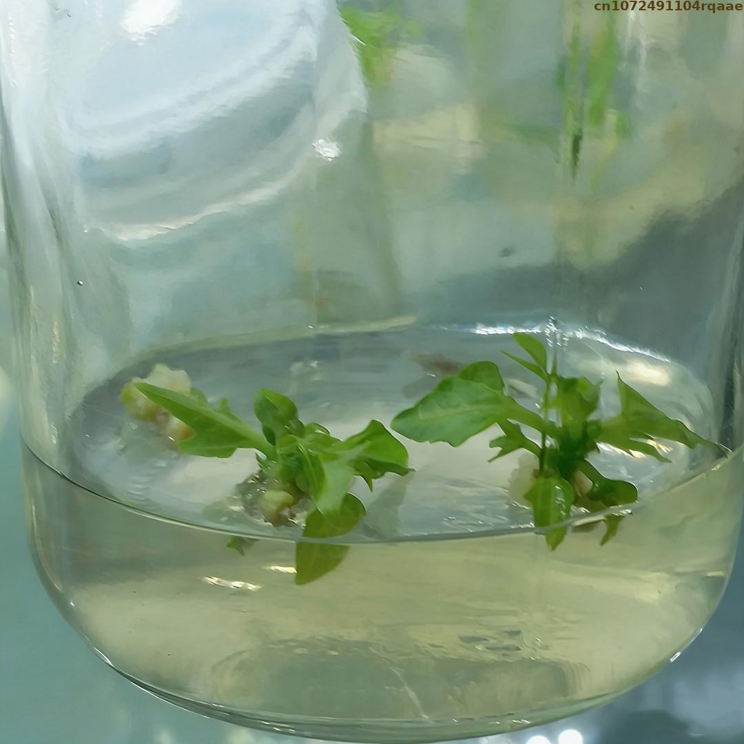 Premium Plant Tissue Culture A - Agar Tissue Culture บทวิจารณ์และราคา