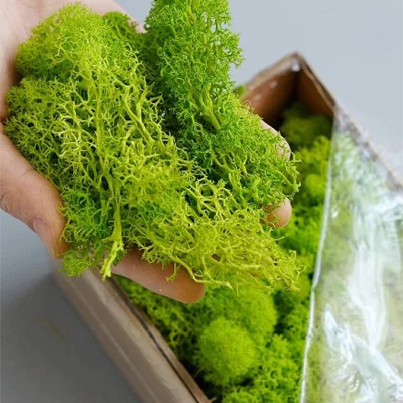 Artificial Green Plants Mini L - Sphagnum Moss Dry บทวิจารณ์และราคา