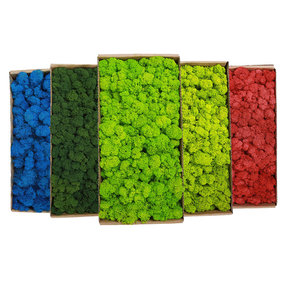 20/80g Eternal Life Moss Grass - Sphagnum Moss Dry บทวิจารณ์และราคา
