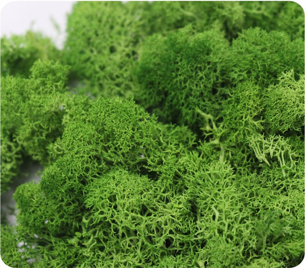 Artificial Plant Eternal Life  - Sphagnum Moss Dry บทวิจารณ์และราคา