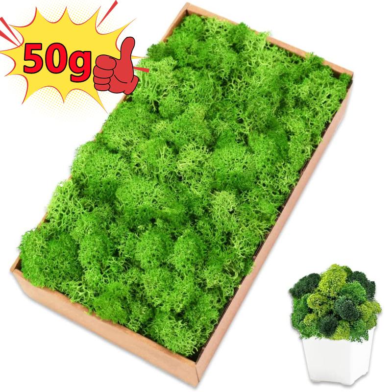 New 50/30/10g Artificial Green - Sphagnum Moss Dry บทวิจารณ์และราคา