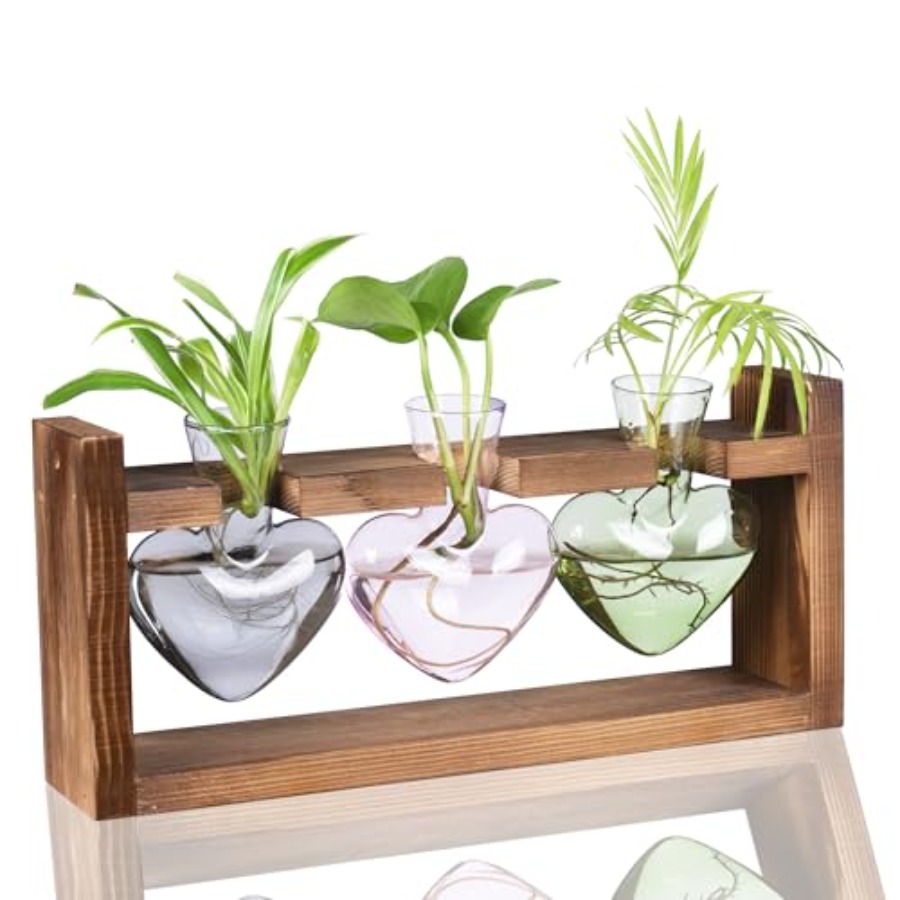 3-Heart Plant Terrarium Kit -  - Propagation Station Vase บทวิจารณ์และราคา