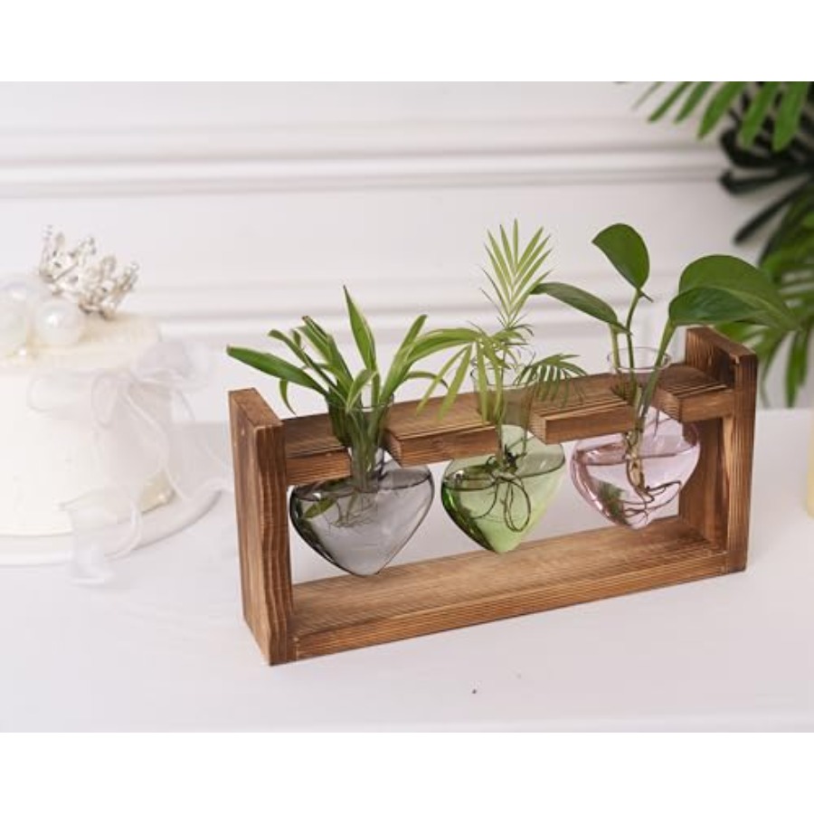 3-Heart Plant Terrarium Kit -  - Propagation Station Vase บทวิจารณ์และราคา