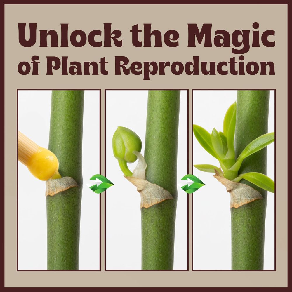 Paste or Plants to Clone & Cre - Rooting Gel Clone บทวิจารณ์และราคา